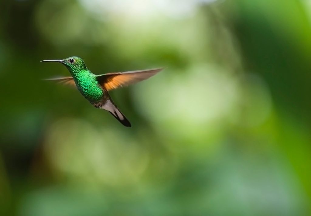 Purdue researchers create AI-based “hummingbird” drone